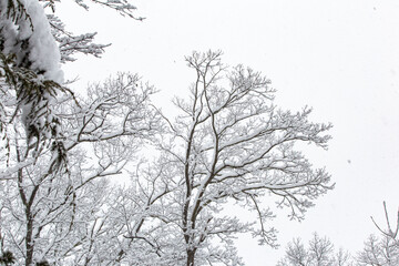 tree in the snow