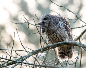 barred owl