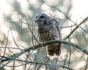 barred owl