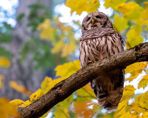 barred owl