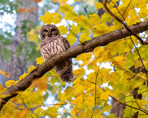 barred owl