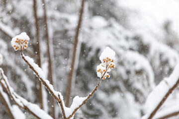 snow covered branch