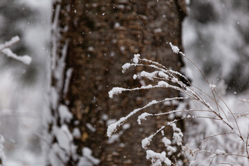 snow on the branches