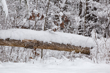 snow in the forest