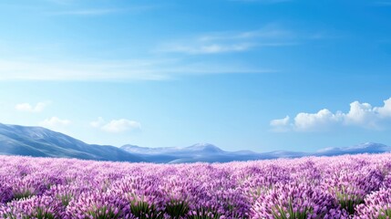 A vibrant field of blooming purple flowers under a clear blue sky, creating a serene and picturesque landscape.