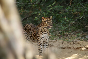 Sri Lankan Leopard in the Wild, Sri Lanka 
