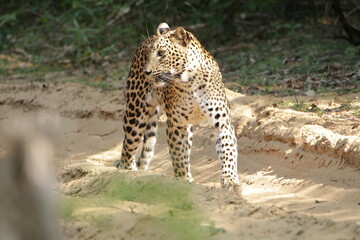 Sri Lankan Leopard in the Wild, Sri Lanka 