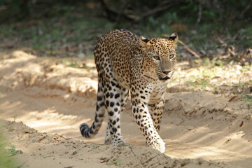 Sri Lankan Leopard in the Wild, Sri Lanka 