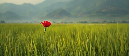 Vibrant Red Flower Amidst Lush Green Rice Field