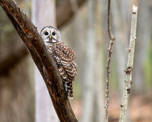 barred owl