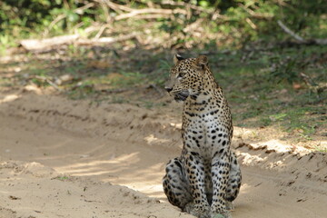 Sri Lankan Leopard in the Wild, Sri Lanka 
