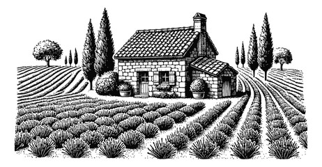 lavender field engraving black and white outline
