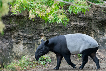 Fototapeta premium マレーバクの歩く姿
