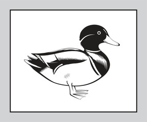 Wood duck vector images in black and white