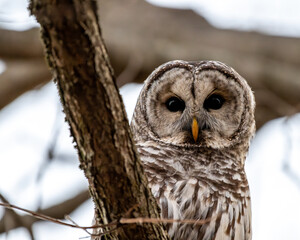 barred owl close up