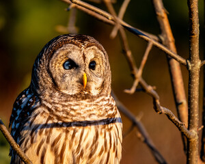 barred owl portrait
