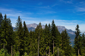 Mountains behind green trees on a spring day near the Eagle's Nest in Bavaria, Germany.