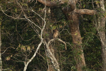 Sri Lankan Birds in the Wild, Sri Lanka 