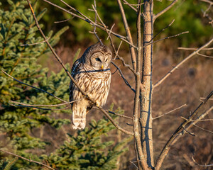 barred owl