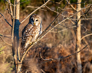 barred owl in tree