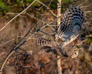 owl in flight