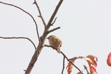 木漏れ日の中で スズメ(Eurasian Tree Sparrow)が奏でるメロディー