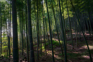 Arashiyama Bamboo Grove or Sagano bamboo forest mainly made of mose bamboo (Phyllostachys edulis) on a sunny day, Kyoto, Japan