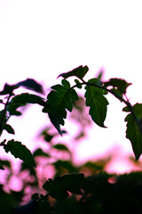Tomato plant at sunset