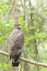 Sri Lankan Birds in the Wild, Sri Lanka 
