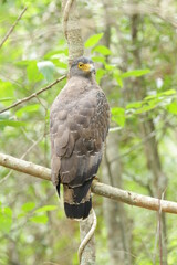 Sri Lankan Birds in the Wild, Sri Lanka 