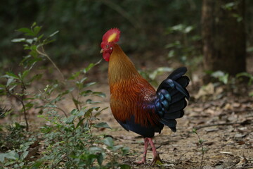 Sri Lankan Birds in the Wild, Sri Lanka 