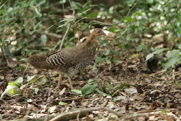 Sri Lankan Birds in the Wild, Sri Lanka 