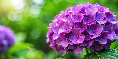 Fototapeta premium Beautiful and fertile purple hydrangea flower, floral, bloom, vibrant, garden, nature, plant, hydrangea, purple, petals
