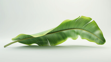 Fototapeta premium A realistic banana leaf, lush and vibrant green