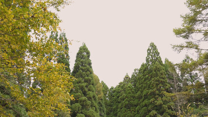 日本の美しい紅葉（岡山県立森林公園）17