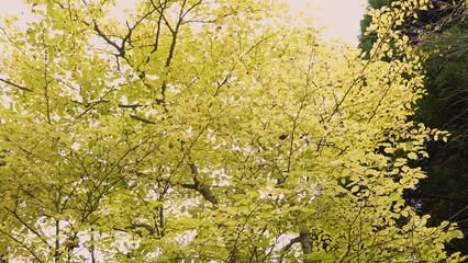 日本の美しい紅葉（岡山県立森林公園）16