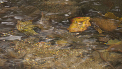 日本の美しい森（岡山県立森林公園）08