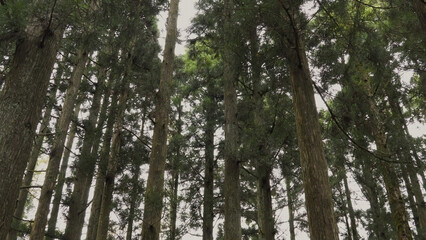 日本の美しい森（岡山県立森林公園）03