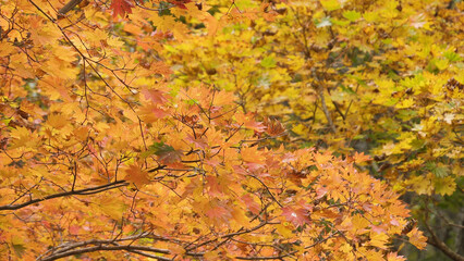日本の美しい紅葉（岡山県立森林公園）06