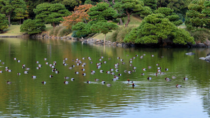 都心散歩　晩秋夕暮れの浜離宮
