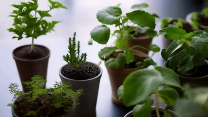 Capture time-lapse visuals of plant growth, illustrating the themes of resilience, change, and the journey of personal development.
