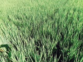green paddy field