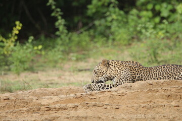 Sri Lankan Leopards in Wilpattu National Park, Sri Lanka 
