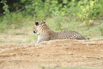 Sri Lankan Leopards in Wilpattu National Park, Sri Lanka 