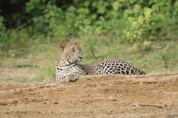 Sri Lankan Leopards in Wilpattu National Park, Sri Lanka 