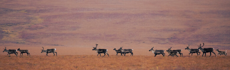 Panorama reindeer