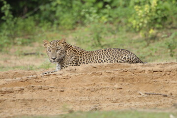 Sri Lankan Leopards in Wilpattu National Park, Sri Lanka 