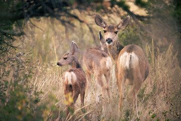 Deer family
