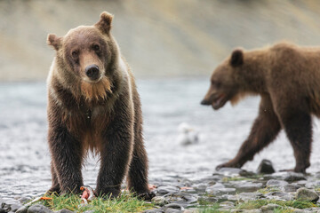 Obraz premium Brown Bears