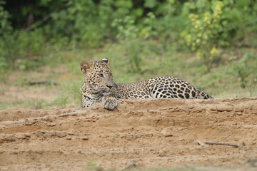 Sri Lankan Leopards in Wilpattu National Park, Sri Lanka 